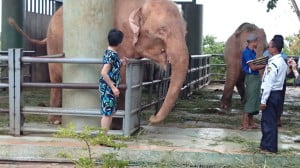 神聖な白像に近寄り、竹のエサを与えようとした瞬間、大きく開けた口が間近かすぎて、若干たじろいだ場面です。